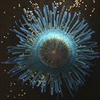 Porpita