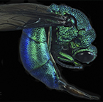 Cuckoo wasp