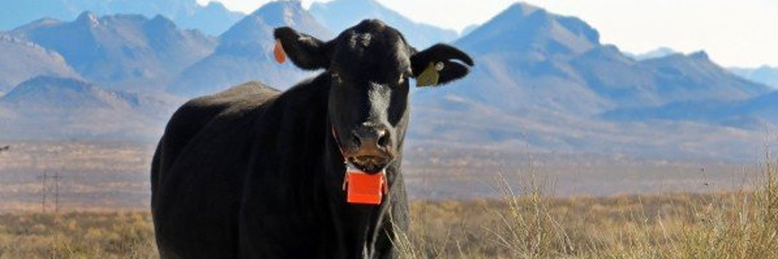 Livestock GPS tracking