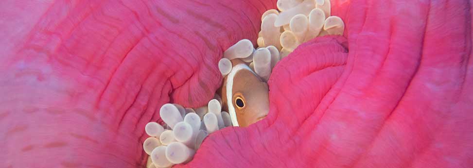 Maldives anemone. Credit - Stefan Andrews