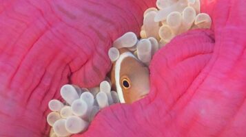 Maldives anemone. Credit - Stefan Andrews