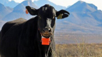 Livestock GPS tracking