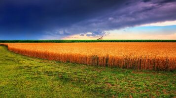 Kansas Summer Wheat & Storm Panorama